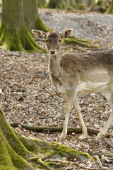 Da steht ein Reh im Walde....