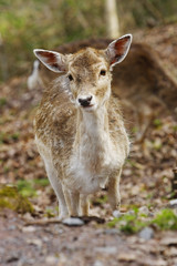 Da steht ein Reh im Walde....