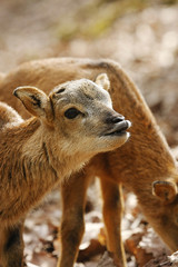 Da steht ein Reh im Walde....