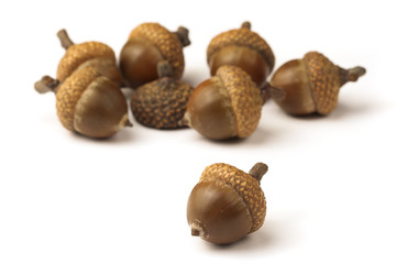 Oak acorns