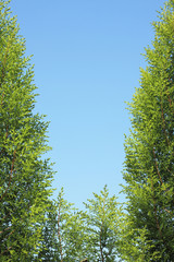 青空と杉の葉