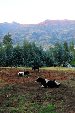 Countryside With Cows Resting