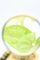 双葉と虫めがね