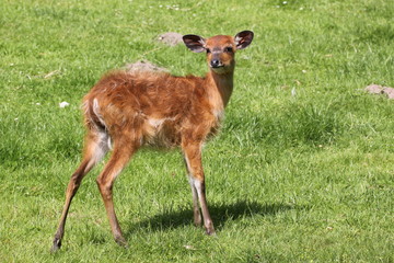 Sitatunga