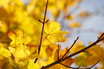 Der Herbst ist im Anmarsch...