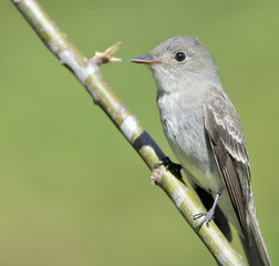Least Flycatcher