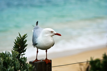 Silver Gull