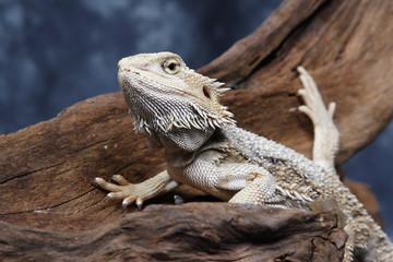 Bearded Dragon
