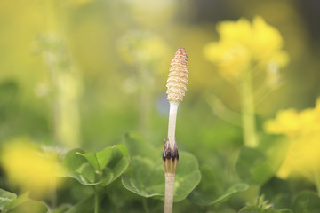 Obraz premium 葉の花と土筆