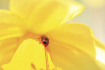 スイセンとテントウ虫