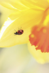 スイセンとテントウ虫