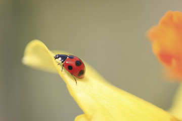 スイセンとテントウ虫