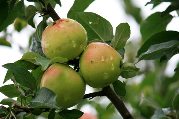 The Branch with Apples