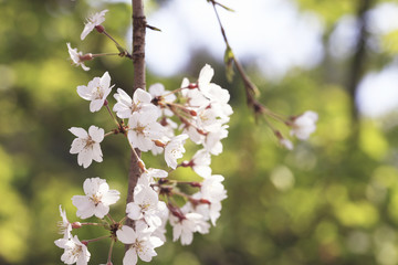 桜