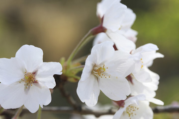 桜