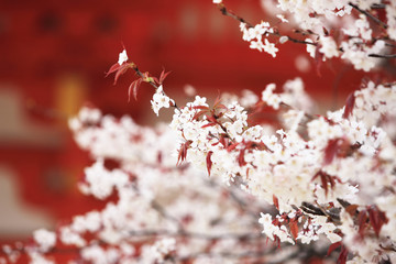 平安神宮と桜