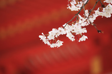 平安神宮と桜