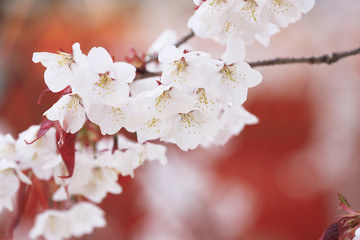 平安神宮と桜