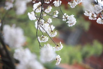 桜