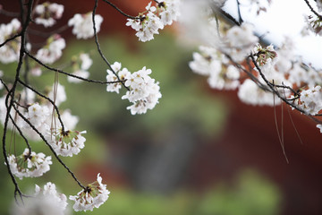 桜