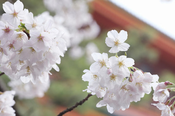 桜