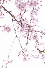 シダレザクラ