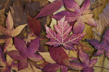 buntes Herbstlaub