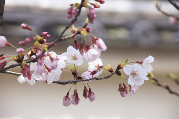Obraz premium 桜と土塀