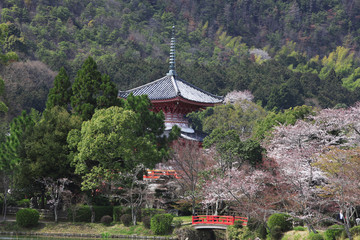 Fototapeta premium 大沢池とサクラ