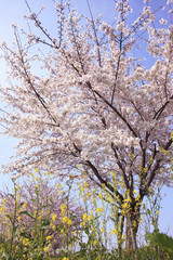 菜の花と桜