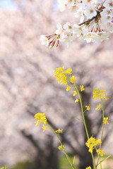 菜の花と桜