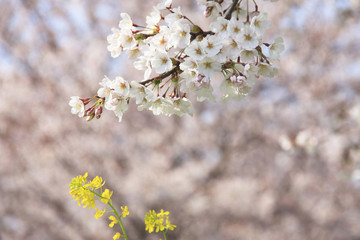 菜の花と桜