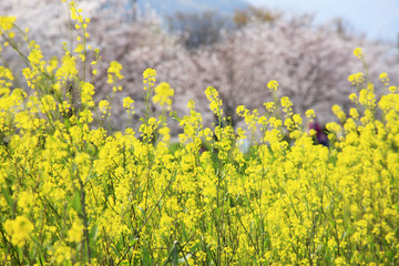 菜の花と桜
