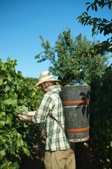 Vintager harvesting grapes