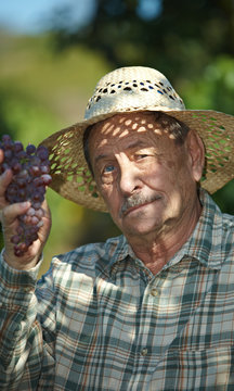 Senior vintner examining grapes