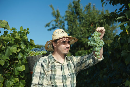Vintager wearing butt full of grapes