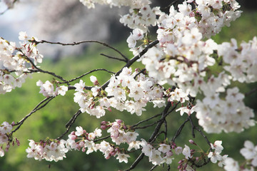 桜