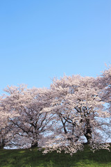 Naklejka premium 桜