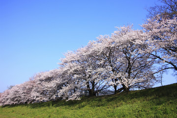 桜