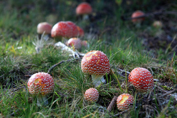 viele Fliegenpilze - lots of fly agarics
