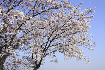 桜