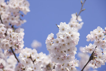 桜クローズアップ