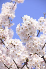桜クローズアップ