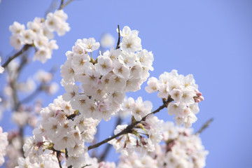 桜クローズアップ