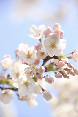 桜クローズアップ