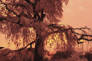 円山公園の枝垂れ桜