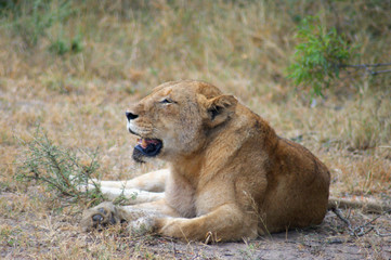 lionne 6