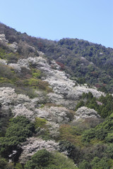 春の嵐山