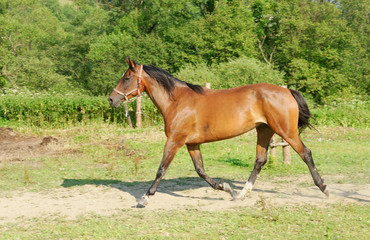 Horses