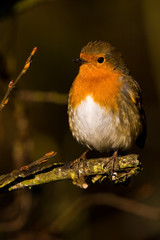 A Robin Red Breast in Autumn Sitting On A Tree Branch